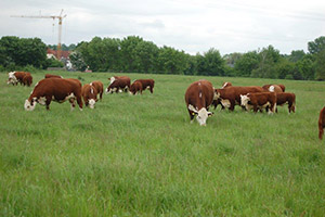 Hereford-Rinder auf der Weide des Gronauer Hofs #4