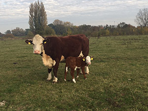 Hereford-Rinder auf der Weide Gronauer Hof #2